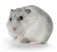 Do not add adults or new hamsters to a group. Winter White Dwarf Hamster Care & Facts - Djungarian ...