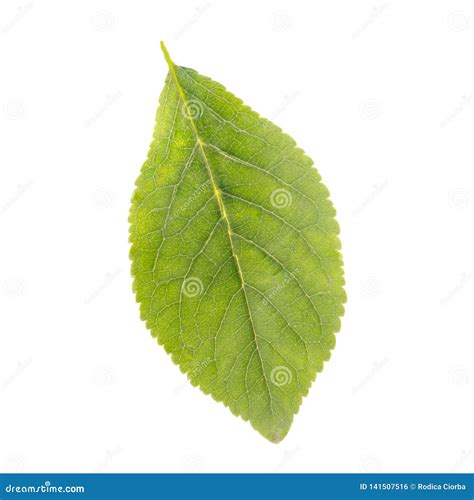 Green Apple Leaf Isolated On White Background Stock Photo Image Of