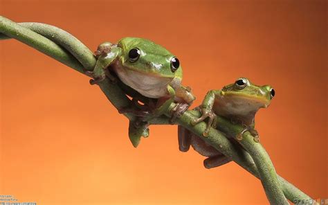 Free Download Cute Frogs Wallpaper 24829 Open Walls 1440x900 For Your