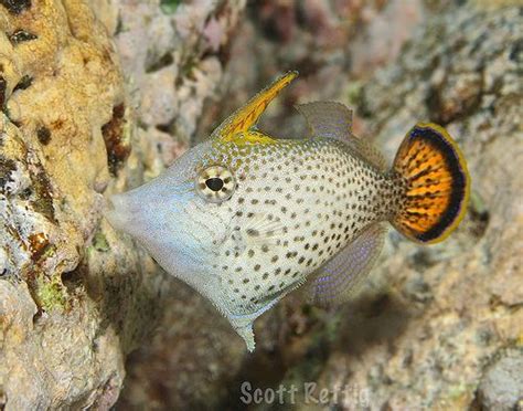 Pervagor Filefish Sea Fish Saltwater Fish Tanks Ocean Creatures