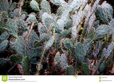 Christmas cacti come by their name honestly. Maverick Cactus stock image. Image of nature, interior ...