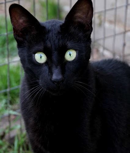 Unfollow savannah cat to stop getting updates on your ebay feed. Melanistic Savannah Cat | See: www.pictures-of-cats.org ...