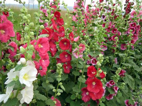 How To Grow And Care For Hollyhocks World Of Flowering Plants