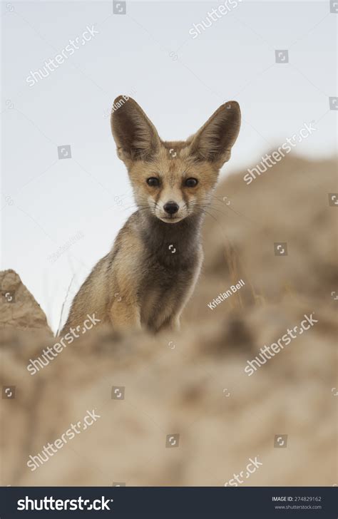 Arabian Red Fox Vulpes Vulpes Arabica Stock Photo 274829162 Shutterstock