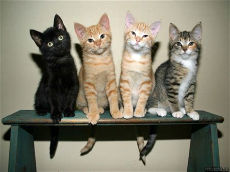Looking for a cat to adopt? Getting the Best Adoptable Kittens Near Me | irkincat.com