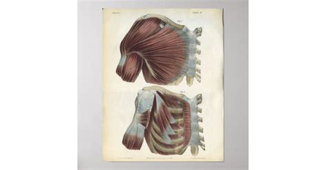 Brustmuskulatur Und Schultermuskeln Anatomie Druc Poster Zazzle De