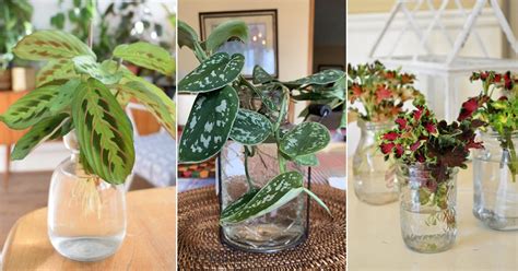 9 Amazing Indoor Plants That Grow In Water Garden