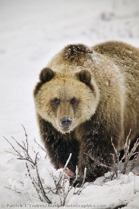 Grizzly Bear On Snowy Tundra Grizzly Bear