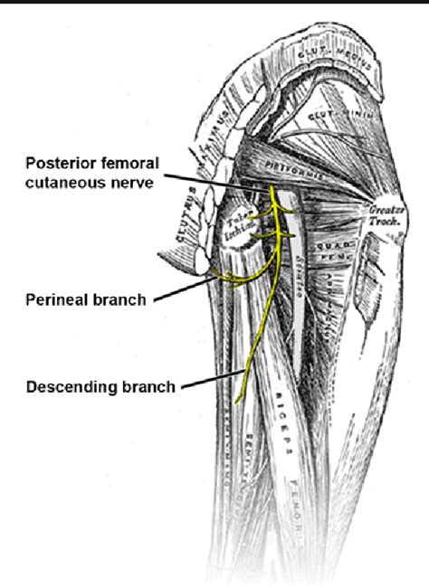 Structure Of Posterior Femoral Cutaneous Nerve Semantic Scholar