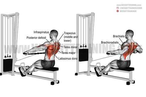 Seated Row Muscles