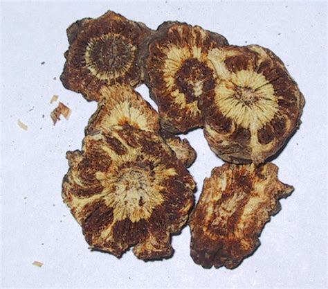 Qiang Huo Notopterygium Root Chinese Herbs Herbs Stuffed Mushrooms