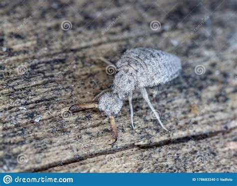 Large Ant Lion Live Insect Stock Photo Image Of Closeup