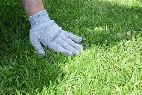 The Service Lawn Expert Holds Hand In Lawn Grasses Stock Photo Image
