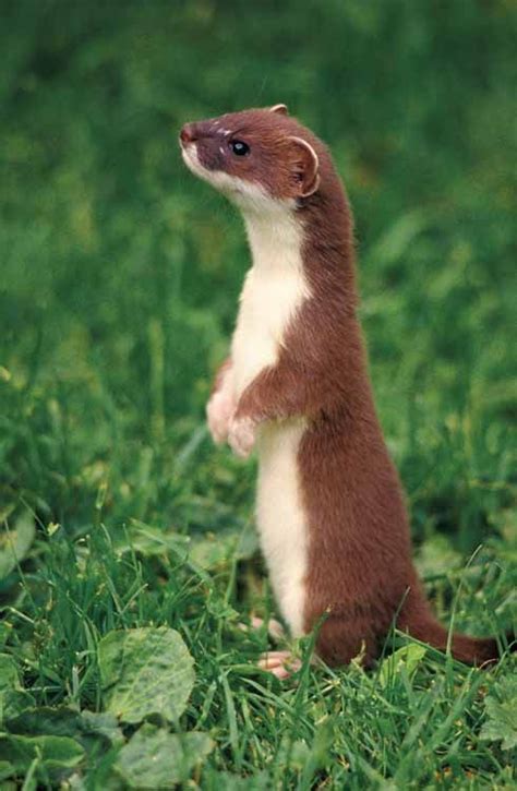 Least Weasellive In A Variety Of Habitats In North America Europe