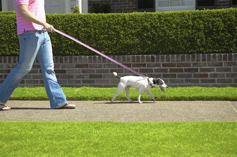 Dog Walking Seniors Are Healthier But Think Hard Before Buying