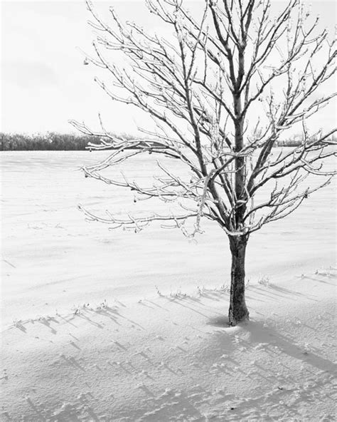 Black And White Winter Tree Photography Shiver