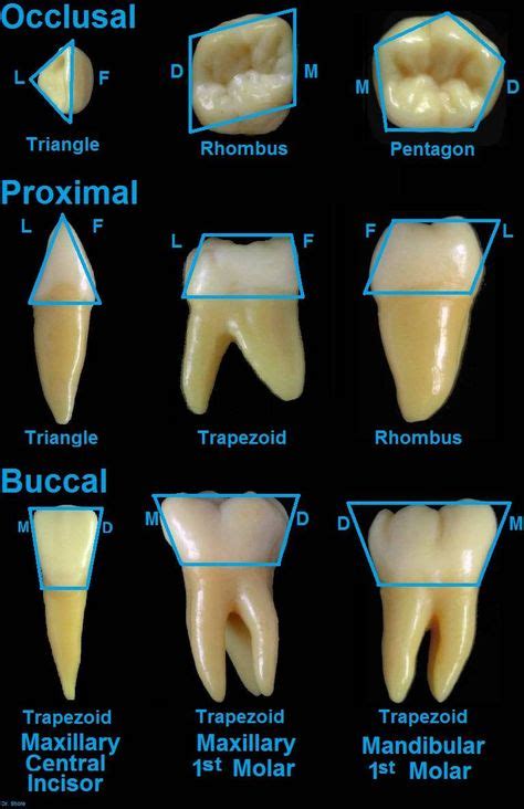 63 Anatomija Ideas In 2021 Dental Anatomy Dentistry Dental