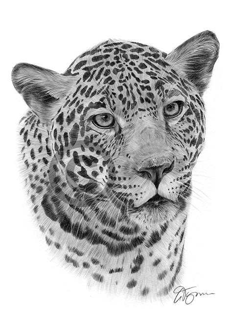 Big Cat Jaguar Pencil Drawing Art Print A3 A4 Sizes Signed By Uk