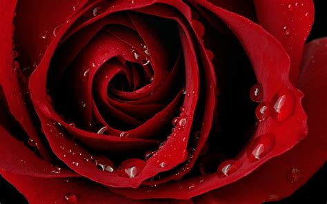Red Rose Wallpaper 68 Pictures