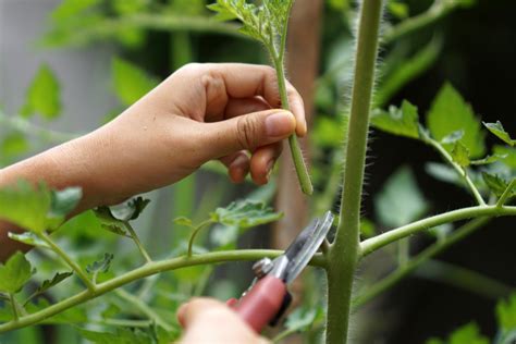 How To Prune Tomato And Pepper Plants Get The Most From Your Crop