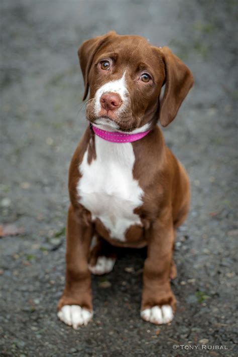Our chocolate labrador retriever puppies for sale make one of the best companions for a family and home. 27 Beautiful Pitbull Puppies For Adoption Near Me | Puppy ...
