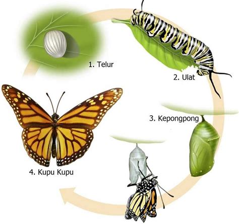 Contoh gambar kartun kupu kupu bestkartun sumber : Metamorfosis Kupu Kupu - Proses Daur Hidup dan Gambar ...