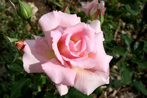 Flyover Pilgrim Rose Of The Week