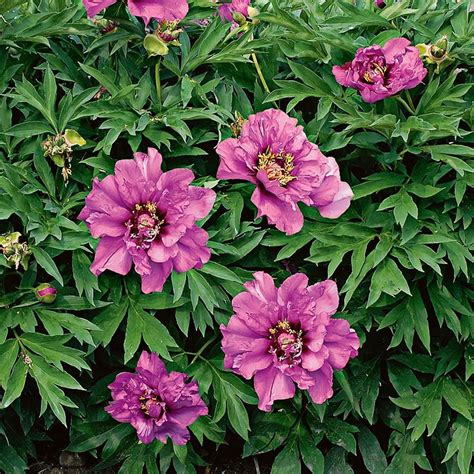 Peony Morning Lilac Itoh Peony White Flower Farm