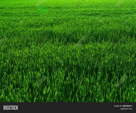 Fresh Green Grass Image And Photo Free Trial Bigstock