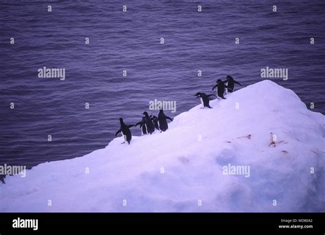 Adelie Penguin Iceberg Antarctica Stock Photo Alamy