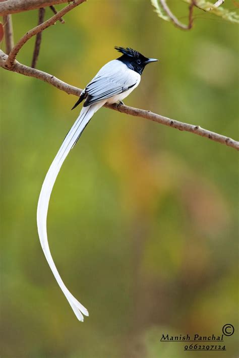 the asian or indian paradise flycatcher terpsiphone paradisi white variation bunte vögel