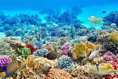 Where Are Coral Reefs Found Worldatlas