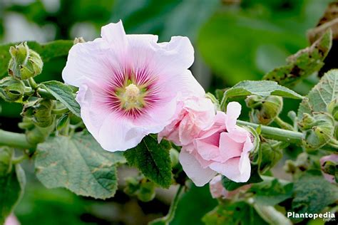 Hollyhock Flower Alcea Rosea Plant Care And Grow From Seeds