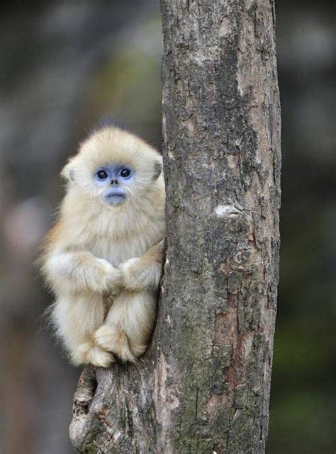 Baby Snub Nosed Monkey The Golden Snub Nosed Monkey Is An Old World