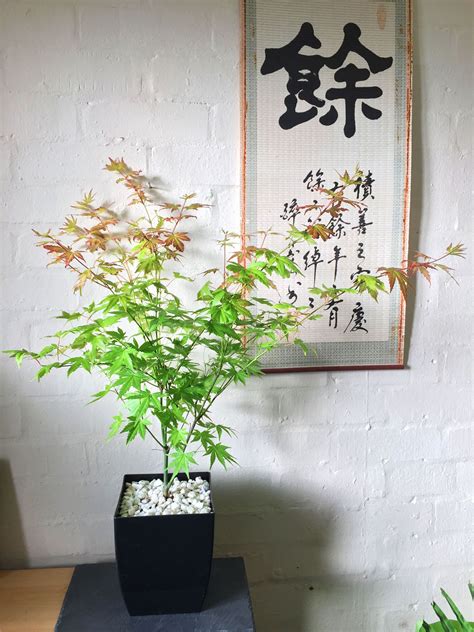 Japanese Maple Momiji Acer Palmatum House Plant Pot Hardy Esterni