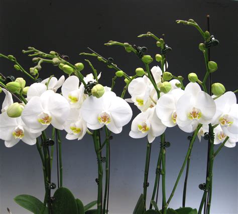 Orchid Plants White Phalaenopsis Orchidaceous Orchid Blog