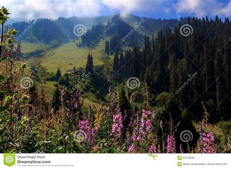 Meadow With Flowers In The Mountains On A Background Of A Cloudy Blue
