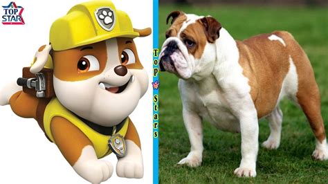Paw Patrol In Real Life Dog