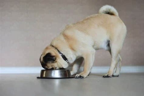 Pug Puppy Feeding Tips And Guide Pugs Home Pug Tips