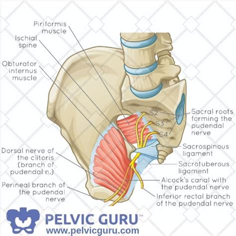 Anatomy of the pelvic cavity: The Ultimate Pelvic Anatomy Resource | Pelvic Guru # ...