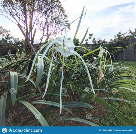 Spider Lily Care: Tips For Healthy, Vibrant Blooms