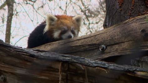 Red Pandas Recaptured After Escaping From Woodland Park Zoo Komo