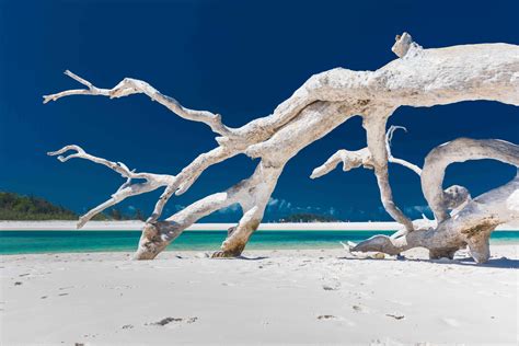 The Surprising Beauty And Benefits Of Driftwood