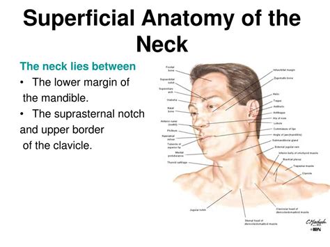 Ppt Anatomy Ii Head And Neck By Dryahya Alfarra Canadian Board In