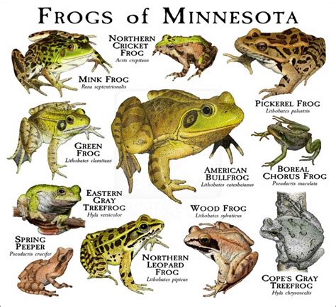 3 Types Of Tree Frogs Found In Minnesota Id Guide Nature Blog Network