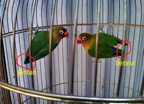 Check spelling or type a new query. Ciri-Ciri Dan Cara Mudah Membedakan Kelamin Burung Love Bird Jantan Dan Burung Love Bird Betina