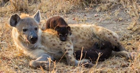 Hyena Birth What Makes It So Unique Imp World