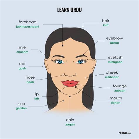 Parts Of The Face In Urdu Urdu Words With Meaning Language Urdu