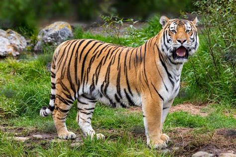 Сибирски тигър тероризира китайско село Свят Dariknewsbg