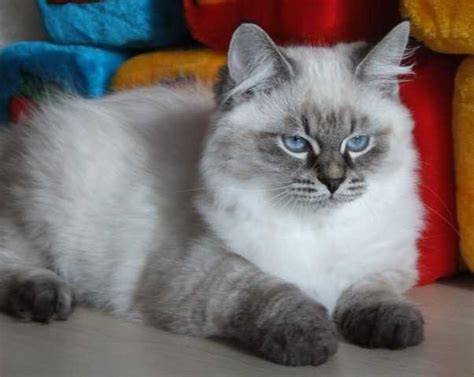 Offering exquisite kittens for you to adore! Magnificent Siberian Neva Masquerade boys FOR SALE ...